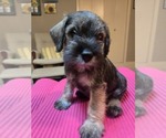 Puppy Big Boy Schnauzer (Miniature)