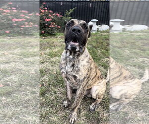 Ramsey - Male Presa Canario Dog for Adoption - Photo #3