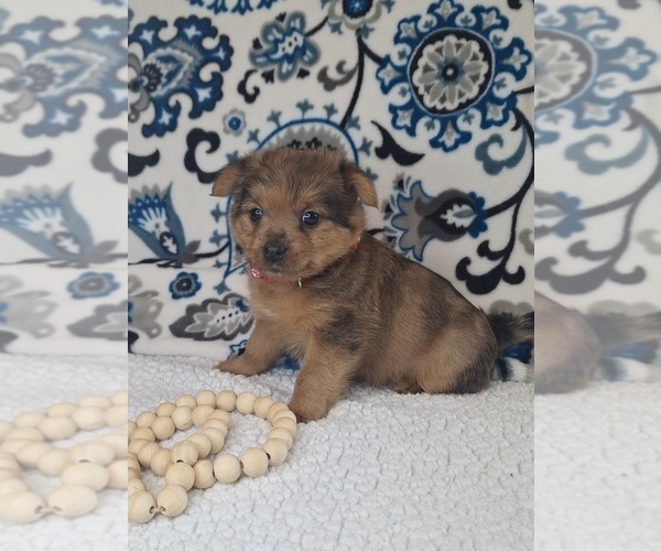 Medium Photo #2 Yoranian Puppy For Sale in LEWISBURG, KY, USA