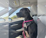 Small #3 Great Dane-Staffordshire Bull Terrier Mix