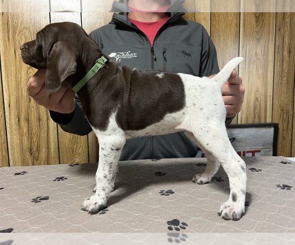Medium Photo #1 German Shorthaired Pointer Puppy For Sale in LEWELLEN, NE, USA