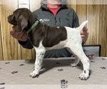 Puppy Green Collar German Shorthaired Pointer