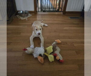 Labrador Retriever-Unknown Mix Dogs for adoption in Lakemont, GA, USA