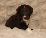 Small #2 Australian Shepherd