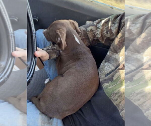 Medium Photo #2 Labrador Retriever-Unknown Mix Puppy For Sale in Pottstown, PA, USA