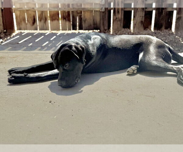 Medium Photo #4 Labrador Retriever-Unknown Mix Puppy For Sale in Dana Point, CA, USA
