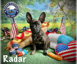 French Bullhuahua Dogs for adoption in Arcadia, FL, USA