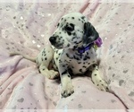 Small Photo #20 Dalmatian Puppy For Sale in TEMPLE, TX, USA