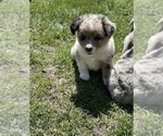 Small Photo #3 Australian Shepherd Puppy For Sale in COAL VALLEY, IL, USA