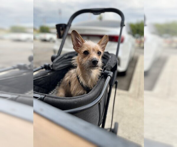 Medium Photo #3 Chihuahua-Unknown Mix Puppy For Sale in Visalia, CA, USA