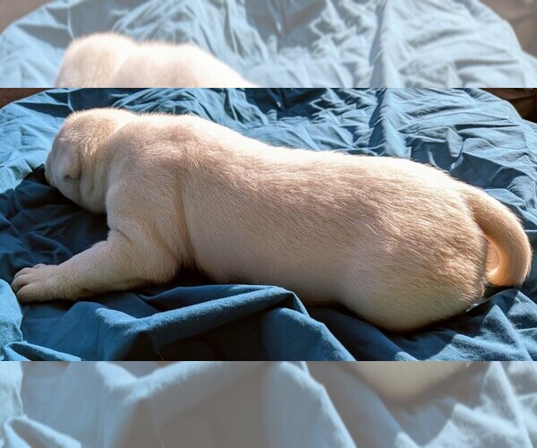 Medium Photo #19 American Bulldog Puppy For Sale in MILLS RIVER, NC, USA
