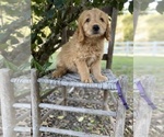 Small #3 Golden Retriever-Poodle (Toy) Mix