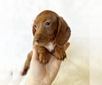 Small #6 Dachshund