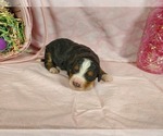 Small Photo #29 Bernedoodle Puppy For Sale in COLORADO SPRINGS, CO, USA
