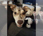 Small Photo #3 Catahoula Leopard Dog-Unknown Mix Puppy For Sale in Corona, CA, USA