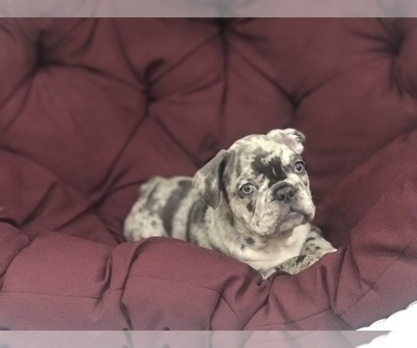 Medium Photo #1 French Bulldog Puppy For Sale in MILLVILLE, MA, USA