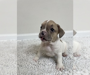 French Bulldog Puppy for sale in CHARLESTON, SC, USA