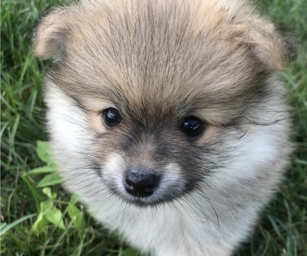 Medium Photo #4 Pomeranian Puppy For Sale in GOSHEN, NY, USA