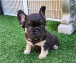 Small #6 French Bulldog