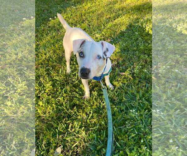 Medium Photo #16 Jack Russell Terrier-Unknown Mix Puppy For Sale in Pompano Beach , FL, USA