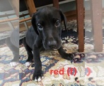 Small #4 Irish Dane