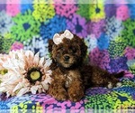 Small Photo #3 ShihPoo Puppy For Sale in LINCOLN UNIVERSITY, PA, USA