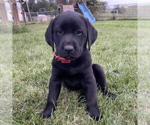 Labrador Retriever Puppy for sale in DAYTON, VA, USA