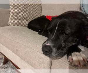 Walton - Male Plott Hound-Unknown Mix Dog for Adoption - Photo #10