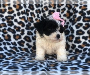 Maltipoo Puppy for sale in LAKELAND, FL, USA
