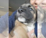 Small #19 German Shepherd Dog Mix