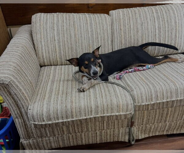 Medium Photo #3 Jack-A-Bee Puppy For Sale in Mt. Laurel, NJ, USA