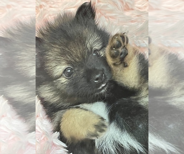 Medium Photo #2 Pomeranian Puppy For Sale in BRADENTON, FL, USA