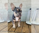 Small Photo #1 French Bulldog Puppy For Sale in INDIANAPOLIS, IN, USA