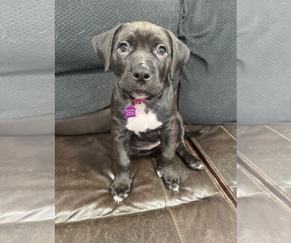 Medium Photo #4 Rottweiler-American Pit Bull Terrier Puppy For Sale in Mundelein, IL, USA