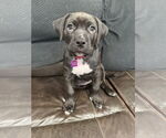 Small #3 Rottweiler-American Pit Bull Terrier