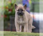 Small #2 Siberian Husky Mix