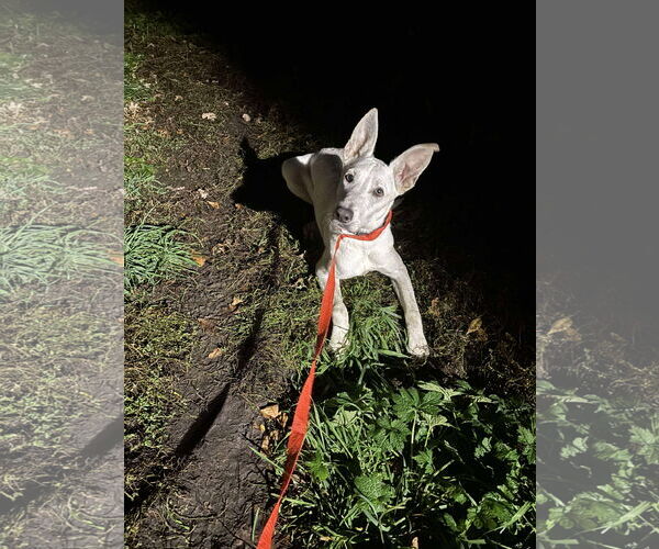 Medium Photo #1 Mutt Puppy For Sale in Minneapolis, MN, USA