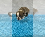 Small Photo #13 Boston Terrier Puppy For Sale in TULARE, CA, USA