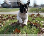Small Photo #4 French Bulldog Puppy For Sale in LEWIS CENTER, OH, USA