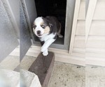 Puppy Puppy 4 Australian Shepherd