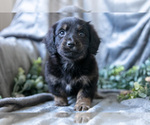 Small #1 Dachshund-Siberian Husky Mix