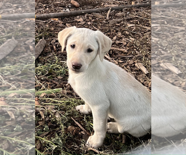 Medium Photo #5 Labrador Retriever Puppy For Sale in SPOKANE, WA, USA