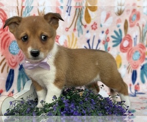 Collie-Pembroke Welsh Corgi Mix Puppy for sale in LANCASTER, PA, USA
