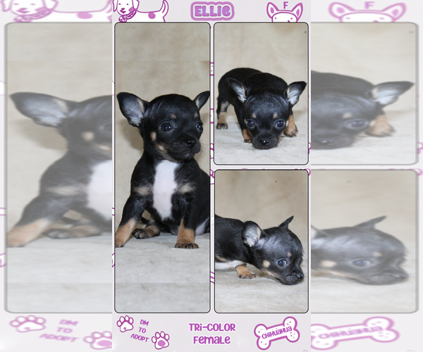 Medium Photo #2 Chihuahua Puppy For Sale in HUDSONVILLE, MI, USA