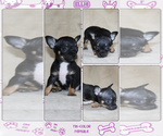 Small #1 Chihuahua