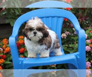 Shih Tzu Puppy for sale in SHILOH, OH, USA