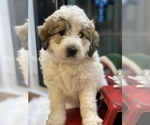 Small #6 Great Pyrenees-Poodle (Miniature) Mix