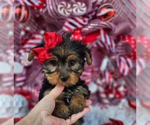 Yorkshire Terrier Puppy for sale in INDIANAPOLIS, IN, USA