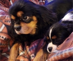 Mother of the Cavalier King Charles Spaniel puppies born on 09/08/2023