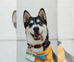 Small #2 Siberian Husky
